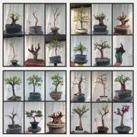 بونسای های اصل و استاندارد