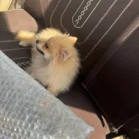 سگ پاور روباهی فروشی|سگ|تاکستان, |دیوار