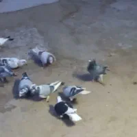 کبوتر