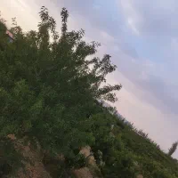 باغ-واقع-در-جاده-سرو