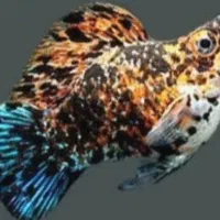 انواع ماهیای خاص زینتی|ماهی|بندر ماهشهر, |دیوار