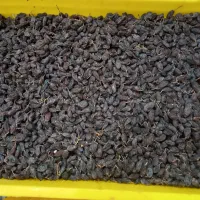 فخری تمیز شده