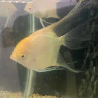 انجل البینو درست مولد