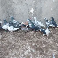 کبوتر پرشی|پرنده|اسفرورین, |دیوار