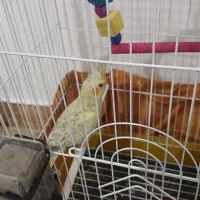 عروس هلندی 4ماهه با فقس|پرنده|سنندج, |دیوار