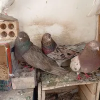 کبوتر|پرنده|بومهن, |دیوار