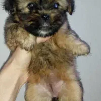 پت های شیتزو شیرخواره|سگ|ساری, |دیوار