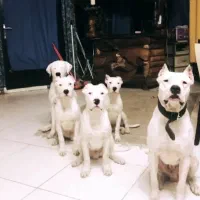 دوگو آرژانتینو|سگ|تهران, فرمانیه|دیوار