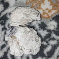 مرواریداصل همراه باصدف|جواهرات|مشهد, احمدآباد|دیوار