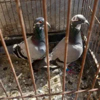 چند جفت مسافتی فروشی