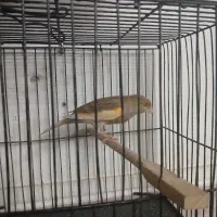 قناری|پرنده|ورامین, جعفر آباد اخوان|دیوار