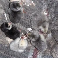 جوجه گلین طوسی ریشو