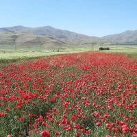 اجاره زمین کشاورزی دیم