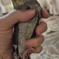 عروس هلندی 2عدد لوتیتو چشم شرابی تاج پرنسس|پرنده|تهران, بیسیم|دیوار