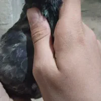 کفتر|پرنده|فولادشهر, A3|دیوار