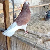 کبوتر شازده قرمز خال مشکی پرشی