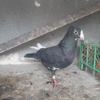 کبوتر|پرنده|تربت‌حیدریه, کلاته توکلی|دیوار