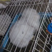 خرگوش لوپ اصلی|موش و خرگوش|بافق, |دیوار