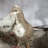 کرباتی|پرنده|تربتحیدریه, پائین ولایت|دیوار