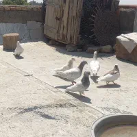کفتر