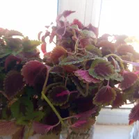 قلمه گل حسن یوسف