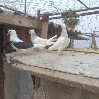 جوجه طوقی،دوبال|پرنده|دلند, |دیوار