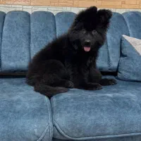 ژرمن شولاین|سگ|بندرعباس, |دیوار