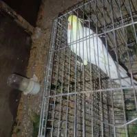 عروس هلندی لوتینو