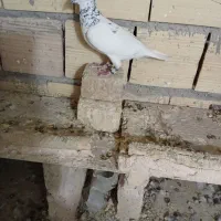 کفتر کبوتر پرشی