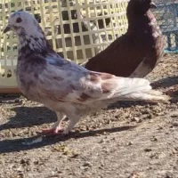 کبوتر|پرنده|ماکو, |دیوار