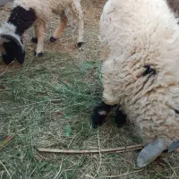 سه تابره نر|حیوانات مزرعه|بم, |دیوار