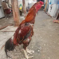 جوجه لاری