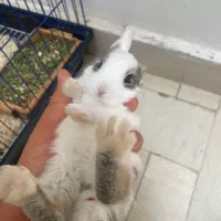 خرگوش