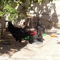 خروس مشکی جوان|پرنده|سلفچگان, |دیوار