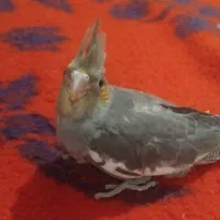 عروس هلندی  ۲ماهه دون خور دست آموز|پرنده|نقده, |دیوار