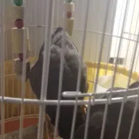 مرغ مینا خوشکل|پرنده|قم, نخودی|دیوار