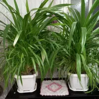 گل پاندا نوس طبیعی