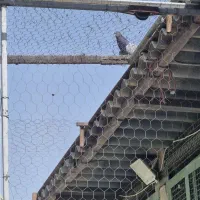 کفترتیرماه