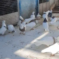 طوقی|پرنده|شهر بابک, |دیوار