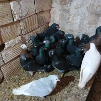 فروشی|پرنده|خوشاب, |دیوار