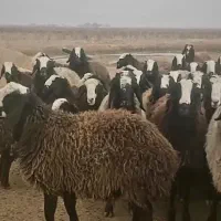 گوسفند نژاد شال اصیل