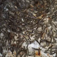 فروش بچه ماهی قزل الا