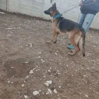 سگ ژرمن دست اموز ماده حرف گوش کن