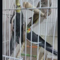 عروس هلندی بالق