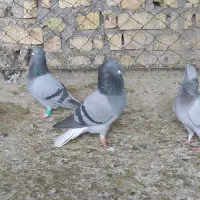 کبوتر دم سفید|پرنده|فراشبند, |دیوار