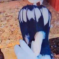 کفتر موشی|پرنده|منوجان, |دیوار