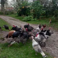 بوقلمون های نر و ماده