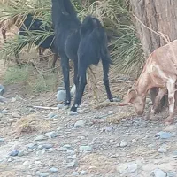 گوسفند نری|حیوانات مزرعه|جیرفت, |دیوار