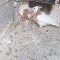 طاق زرد معاوضه داریم