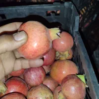 انار|خوردنی و آشامیدنی|داراب, |دیوار